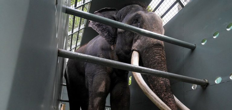 थाइल्यान्डले श्रीलङ्कालाई उपहार दिएको एउटा हात्तीलाई स्वदेश फर्कायो, यातना दिएको दाबी