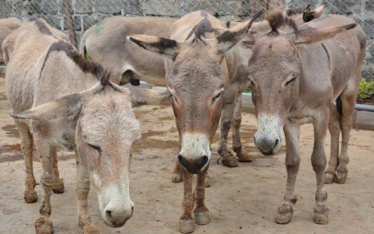 अफ्रिकामा गधा चोरीका घटना बढ्दै, औषधि बनाउन बर्सेनि लाखौँ गधा मारिने गरेको खुलासा